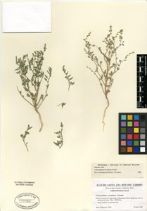 Herbarium Sheet of UCR 110343